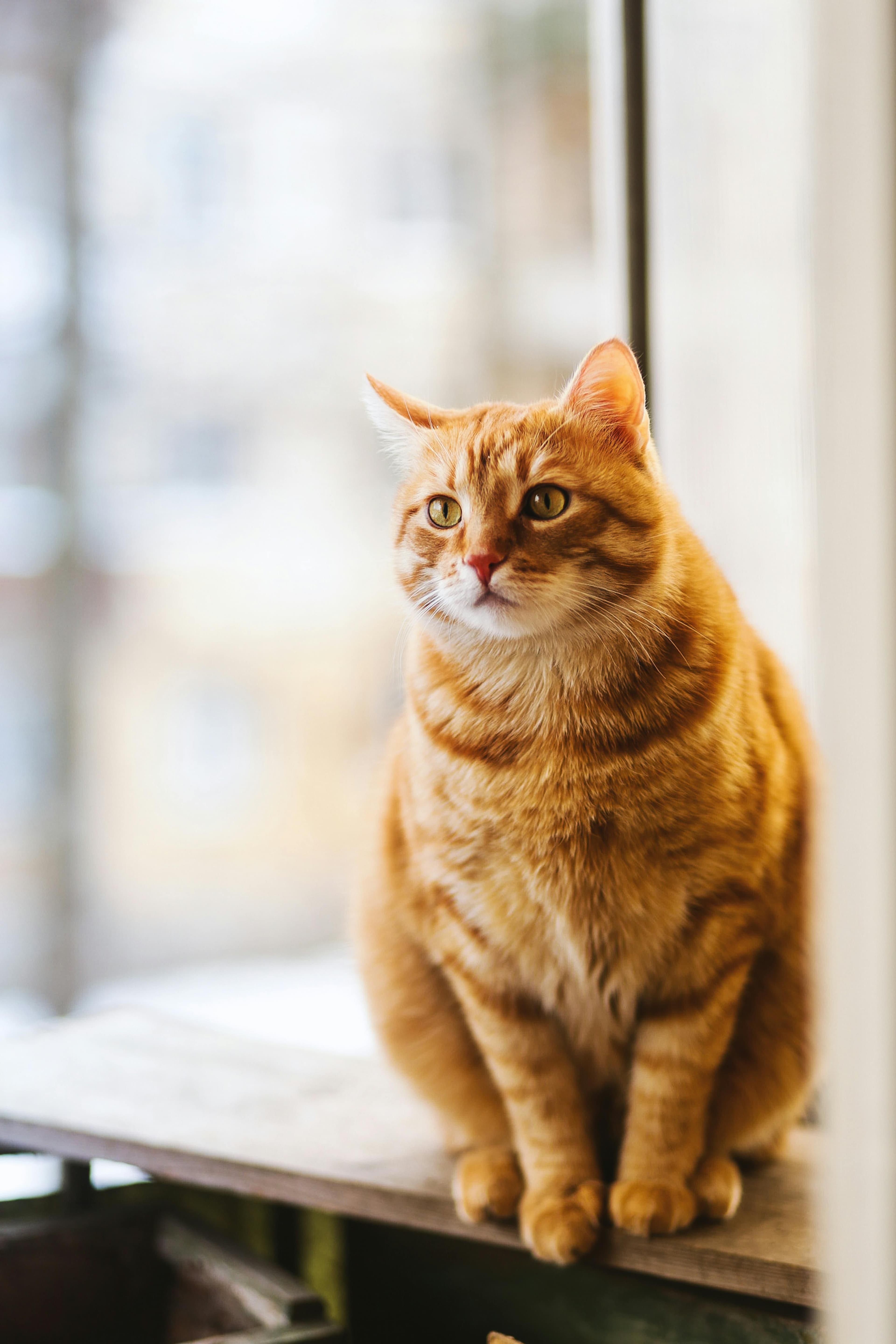 An orange tabby cat sitting on a windowsill in soft natural light